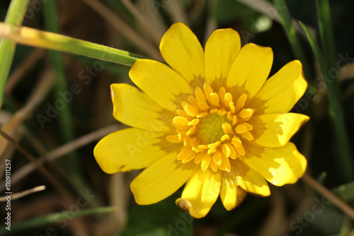 Lesser celandine - Ranunculus ficaria - Ficaria grandiflora Robert - Ficaria verna Huds. - perennial - Ranunculaceae photo