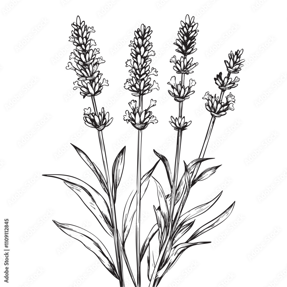 Fototapeta premium Lavender vector illustrations - hand drawn lavender - black and white lavender isolated on white background 