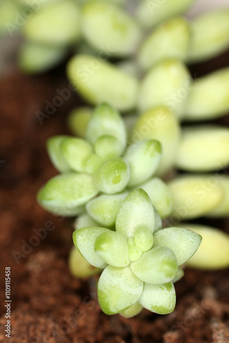 Succulent leave of Sedum hernandezii photo