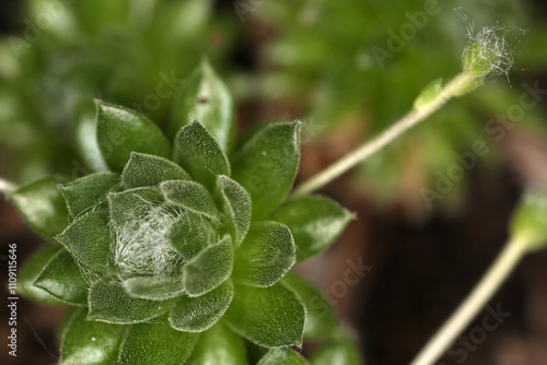 Rosette of Sempervivum arachnoideum - cobweb houseleek - Succulent perennial - Crassulaceae photo