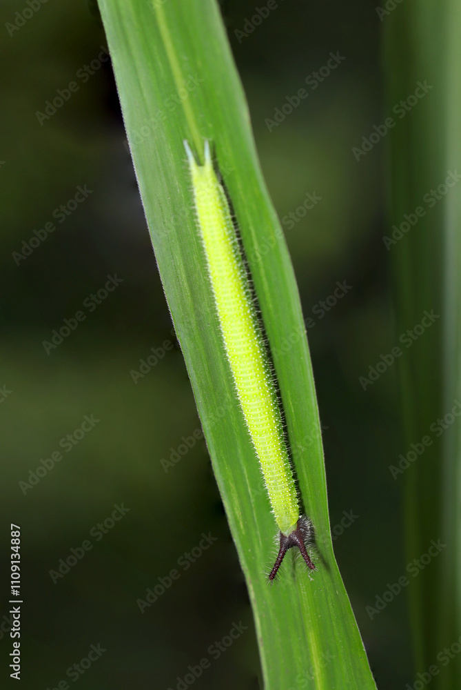 Fototapeta premium けばけばウサギ耳にガングロ（黒頭）のかわいいクロコノマチョウの幼虫（自然光＆ストロボマクロ接写）