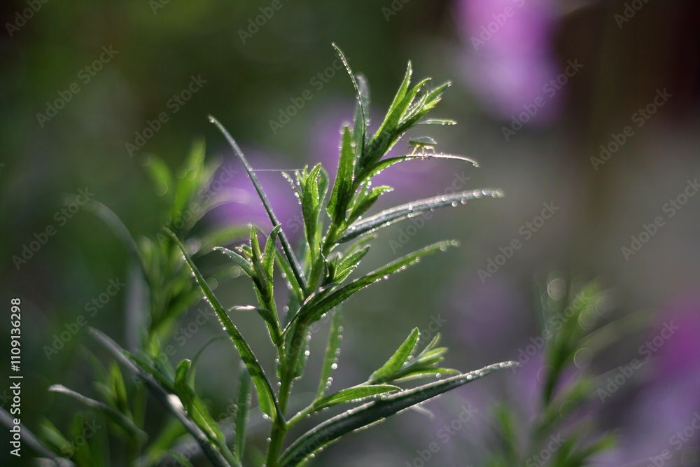 Fototapeta premium Macro Floral Wonders: Nature's Intimate Beauty