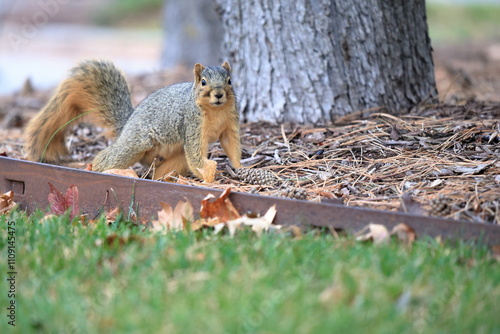 The fox squirrel (Sciurus niger), also known as the eastern fox squirrel or Bryant's fox squirrel, is the largest species of tree squirrel native to North America.