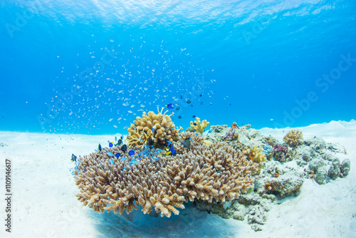 渡嘉敷島　ダイビング  海　慶良間　沖縄　デバスズメダイ　珊瑚礁　南国　遊び　絶景