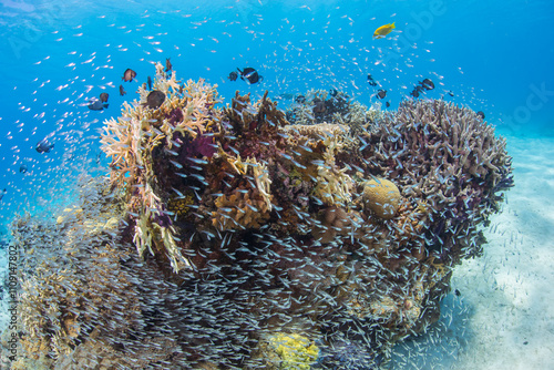 Okinawa Kerama Japan