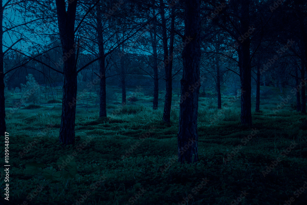 Obraz premium Forest shot at night. Concept of mystery and horror.
