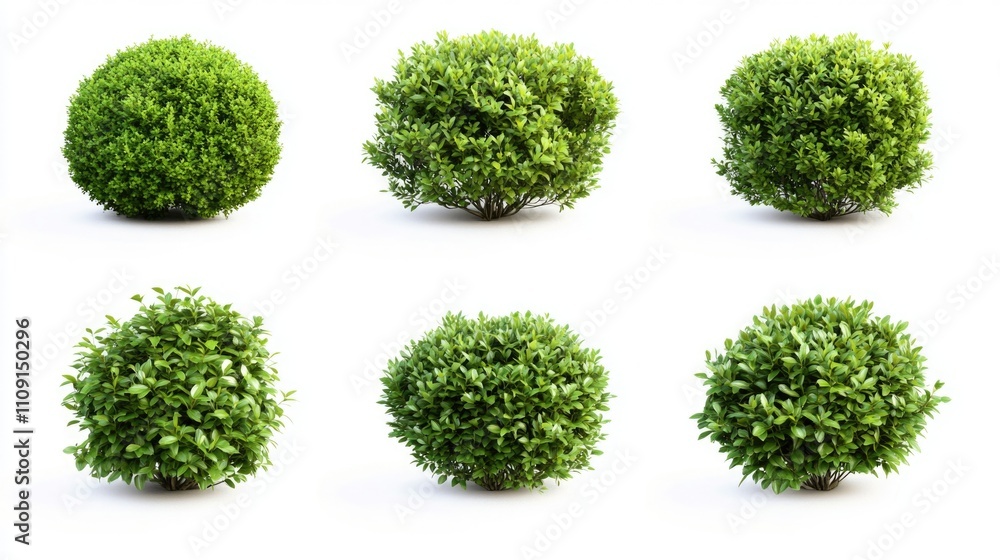 Obraz premium A collection of four different types of bushes