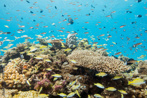 渡嘉敷島　沖縄サンゴ　海　ダイビング　白い砂浜