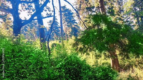 Wallpaper Mural Green forest near the town of Borjomi. Deciduous trees, pines and spruce Torontodigital.ca