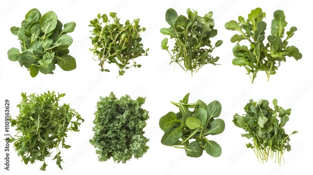 Fototapeta premium Selection of mixed greens, arugula and baby spinach, transparent background 