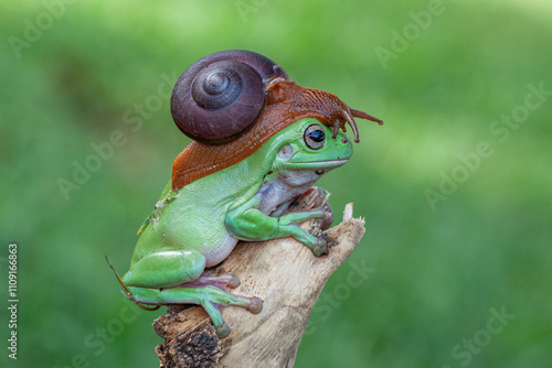 The Australian green tree frog (Ranoidea caerulea/Litoria caerulea), also known as simply green tree frog in Australia, White's tree frog, or dumpy tree frog photo