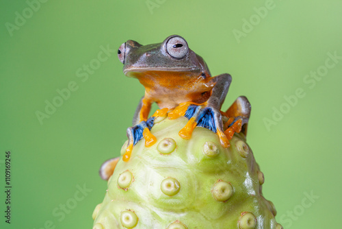 The green flying frog, small flying tree frog, Reinwardti's frog, Reinwardti's flying frog, Reinwardti's tree frog, Reinwardti's gliding frog, or black-webbed tree frog (Rhacophorus reinwardtii) photo