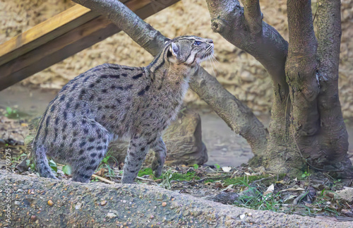 The Fishing Cat native to South and Southeast Asia seen here in the zoo. Observed Splashing the water to imitate insects and scoop up fish with its paws. They live approximately 12 years in the wild. photo