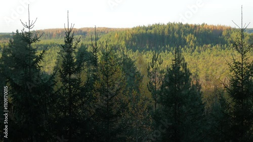 Forest landscape featuring the tops of conifer trees surrounding a sunlit hill, autumn nature. Estonia
