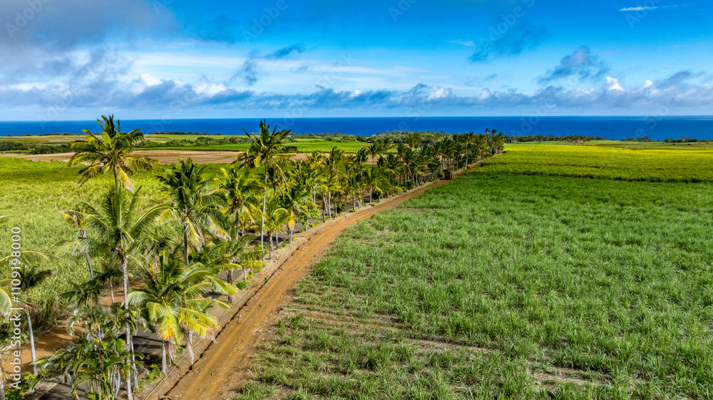 Fototapeta premium palm tree on the beach
