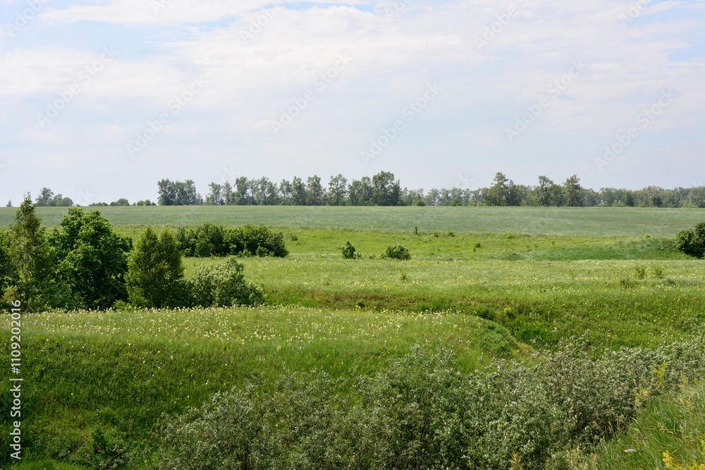 Fototapeta premium a valley with green grass with a few trees and a sky with clouds