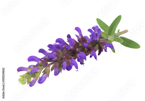 Close-up of a vibrant purple Salvia flower sprig against a stark black background, showcasing intricate details of petals and leaves. isolated on transparent or white background