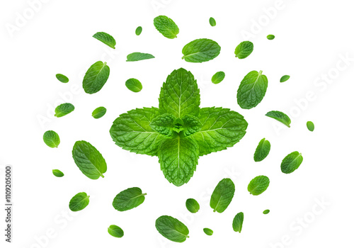 Vibrant Green Mint Leaves in Dynamic Circular Motion on Black Background, Freshness, Herbal, Aromatic isolated on transparent or white background