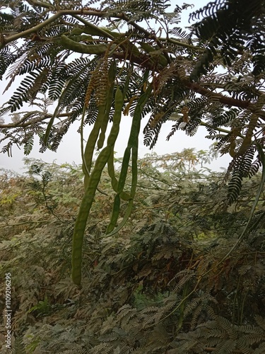 prosopis juliflora fruit or fruit of the Mesquite.Mesquite fruit pattern background	 photo