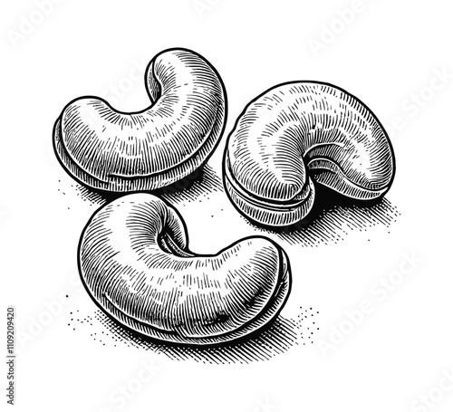 cashew nut engraving black and white outline