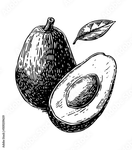 avocado engraving black and white outline