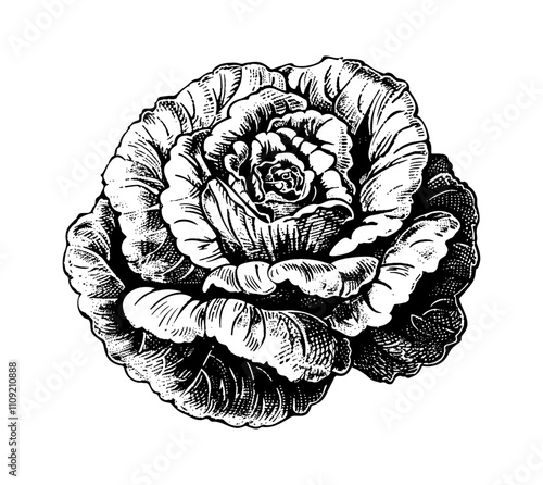lettuce engraving black and white outline