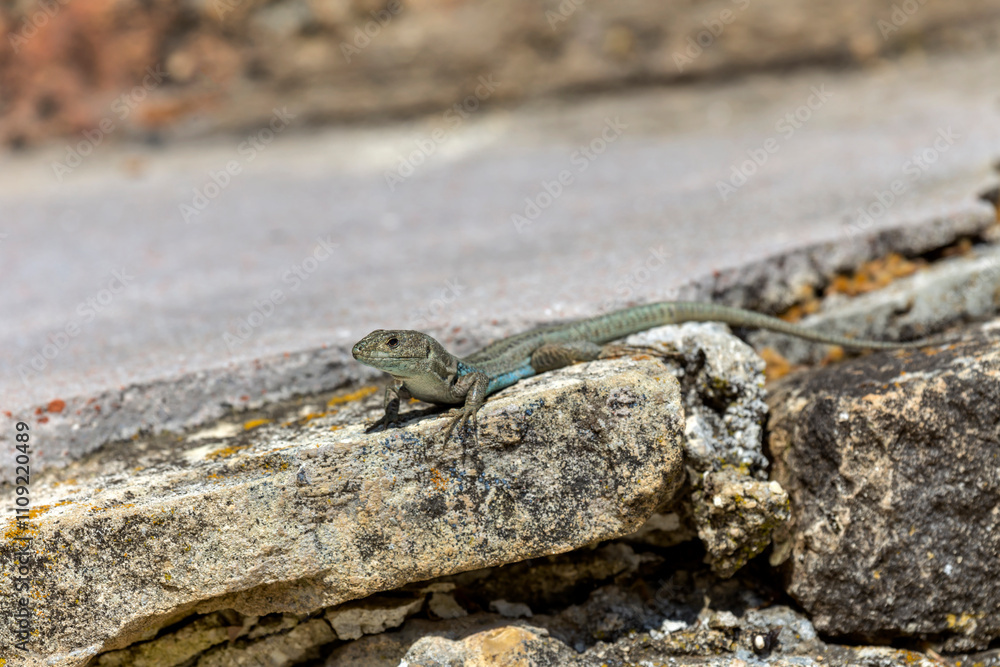Lizard (Podarcis peloponnesiacus) sitting on a stones close-up in a sunny day Lizard (Podarcis peloponnesiacus) sitting on a stones close-up in a sunny day