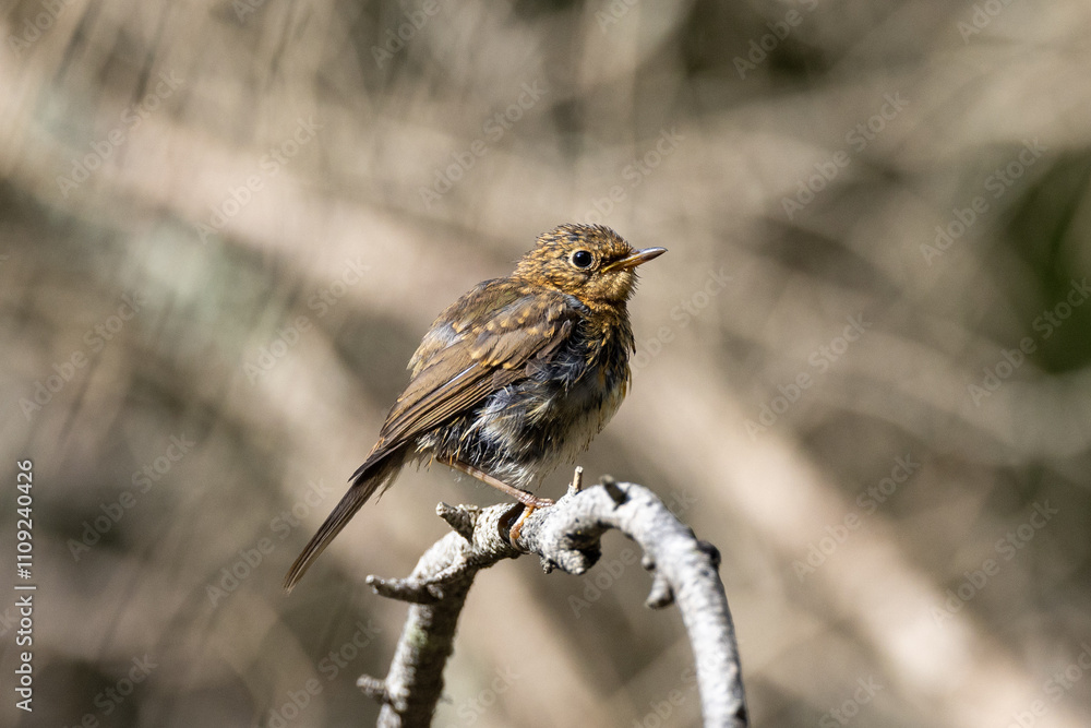 Young robin on a branch Young robin on a branch