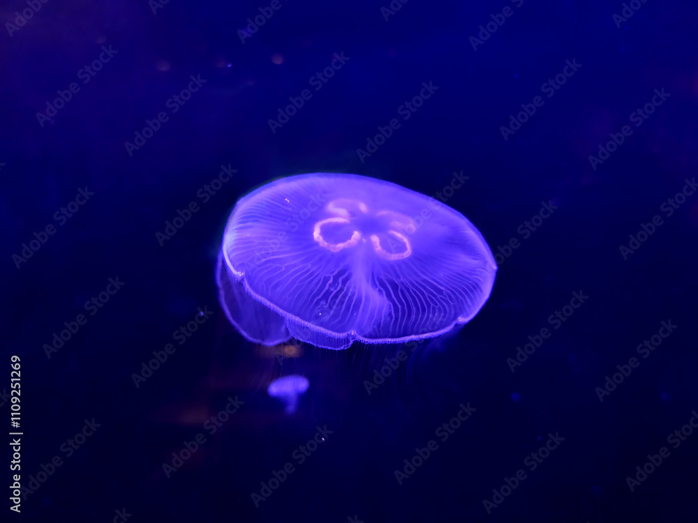 Fototapeta premium Jellyfish in an aquarium over a dark blue background