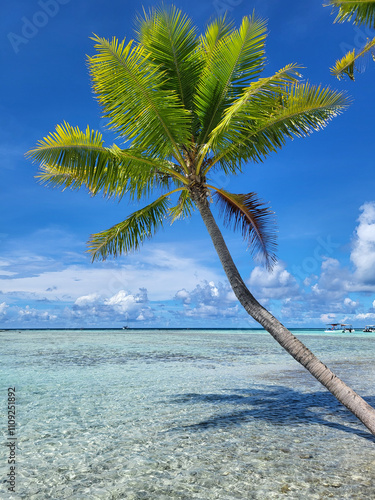 Fototapeta Naklejka Na Ścianę i Meble -  vacation destination landscape, palm tree on the beach of the Blue Lagoon Tahiti, French Polynesia