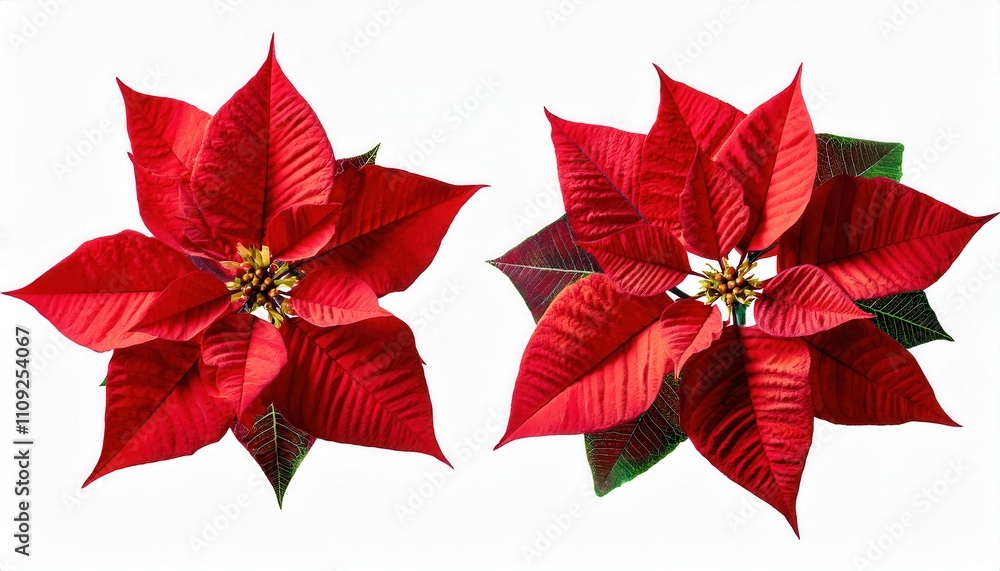 Obraz premium Radiant Red Poinsettias. The Quintessential Symbol of Christmas Decor, Featuring Vibrant Scarlet Leaves with Textured Details. Perfect for Festive Arrangements, Gifting, or Winter Photography