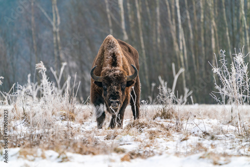 Wallpaper Mural European bison (Bison bonasus) in winter Bialowieza forest, Poland Torontodigital.ca