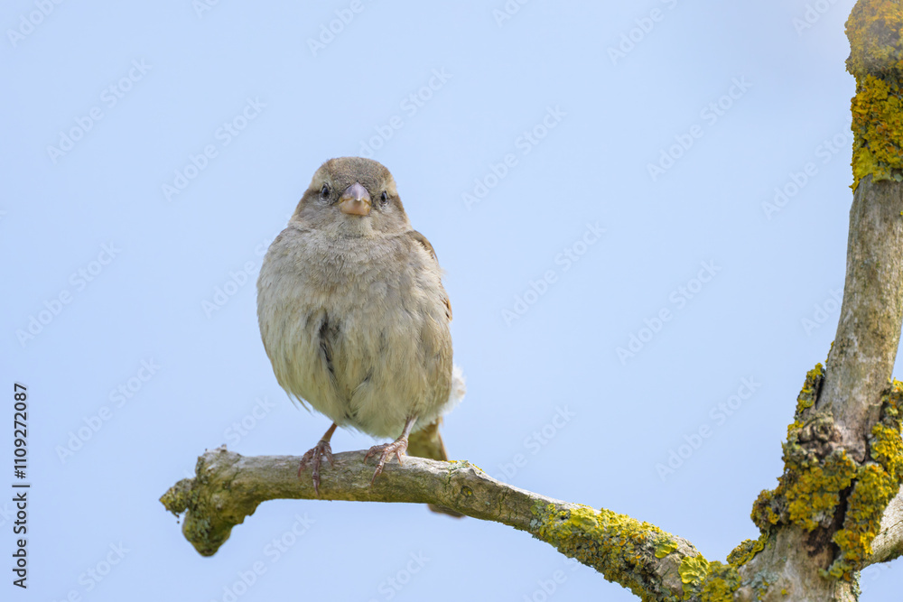 A female House Sparrow sitting on a twig A female House Sparrow sitting on a twig