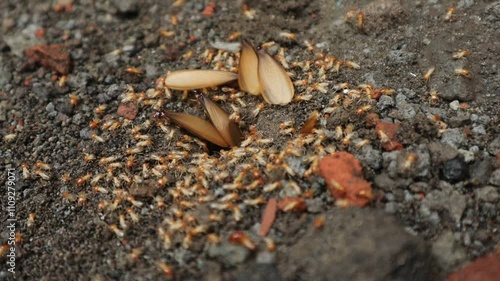 Insects Come Out of Nests in the Ground, Similar to Termites