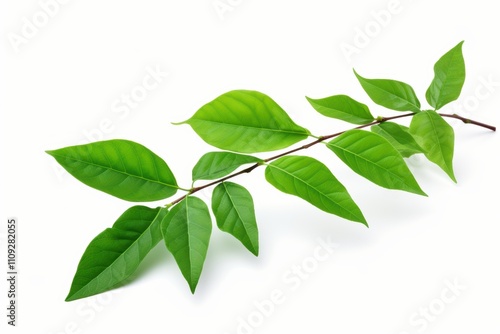Green coffee leaves isolated on a transparent background