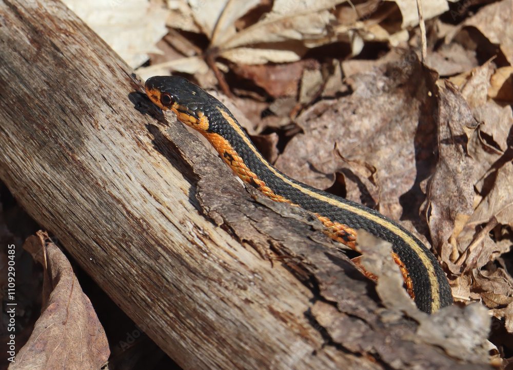 Obraz premium Eastern garter snake in a Canadian forest