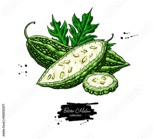 Bitter melon vector drawing. Hand drawn bitter gourd sketch. 