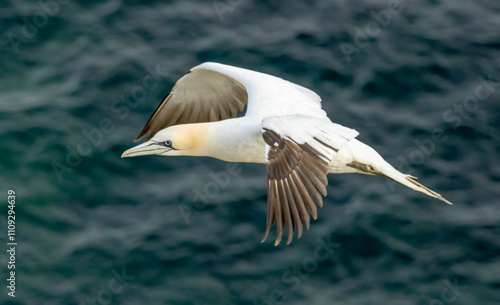 Northern Gannet on breeding rocks of Bempton cliffs, UK photo