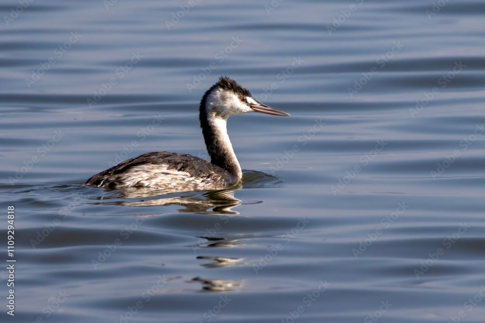 Great Crested Grebe (Podiceps cristatus) Great Crested Grebe (Podiceps cristatus)