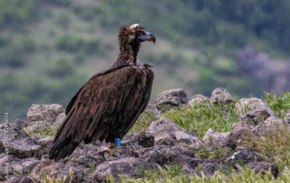 Fototapeta premium Cinereous vulture sitting on feeding station