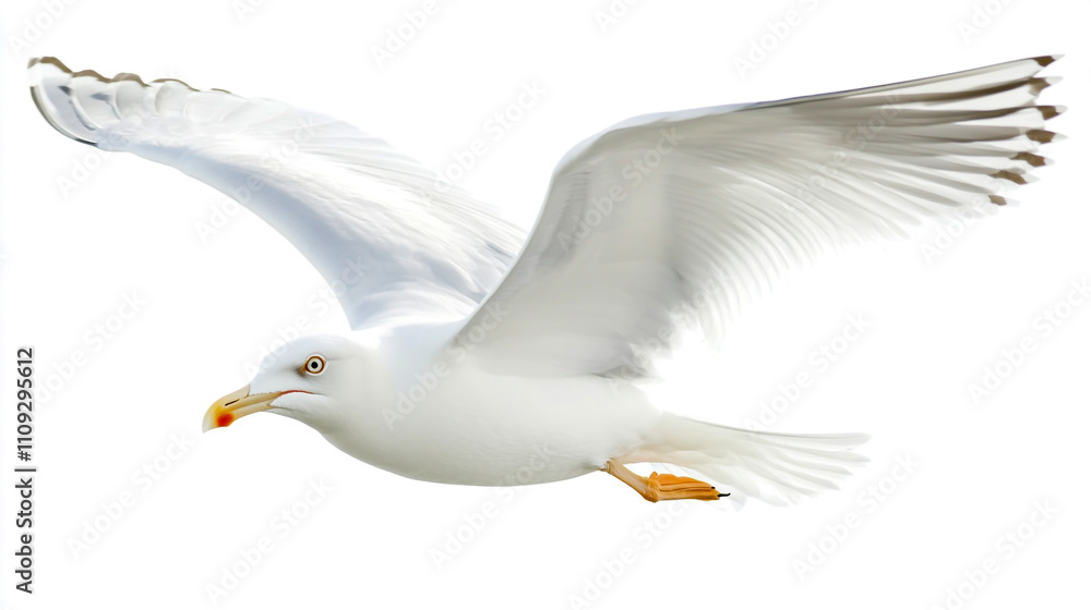 Obraz premium Elegant white seagull gracefully soaring, isolated on a clean white background, detailed aquatic bird, perfect for stock photography.