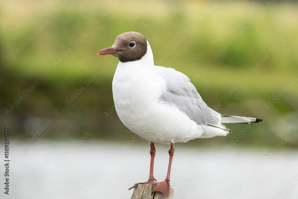 Black-headed Gull (Chroicocephalus ridibundus) in a natural habitat Black-headed Gull (Chroicocephalus ridibundus) in a natural habitat