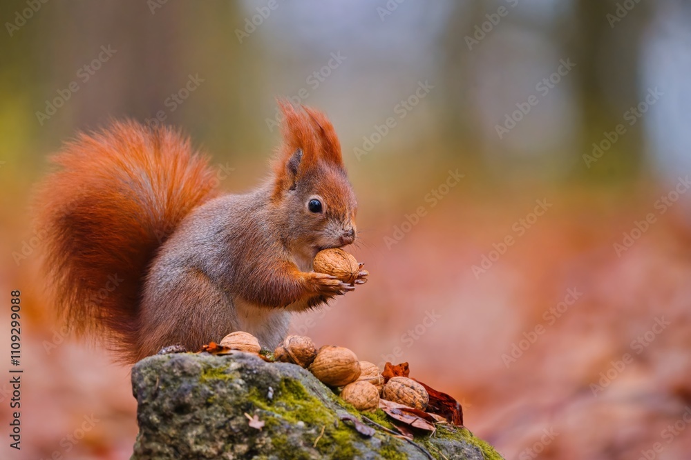 A cute european red squirrel sits on the tree stump and eats a nut.. Sciurus vulgaris. 