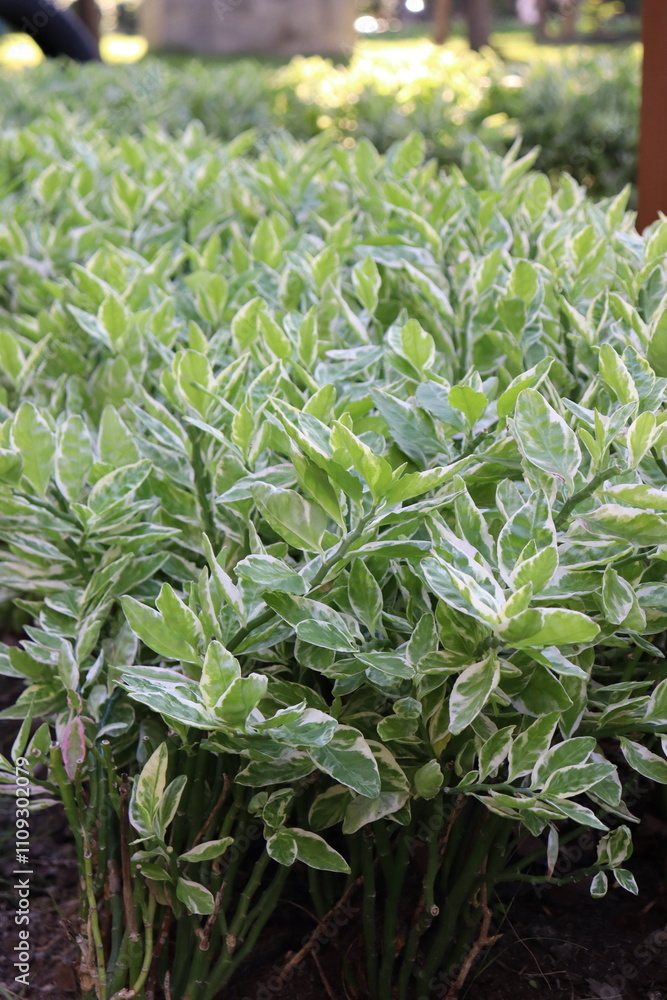 Obraz premium herbs in the garden