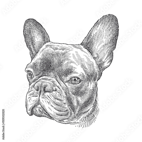 Hand drawn sketch of  French Bulldog head portrait in black isolated on white background. 