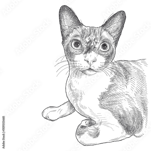 Hand drawn sketch of Siamese or Snowshoe Siamese cat portrait in black isolated on white background. 