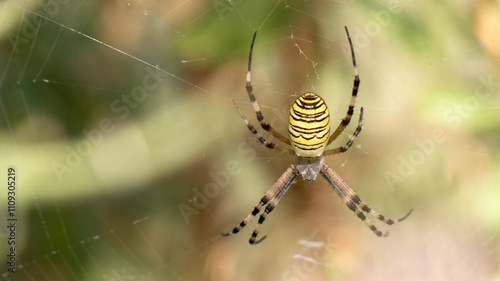 Wasp spider - Argiope bruennichi photo