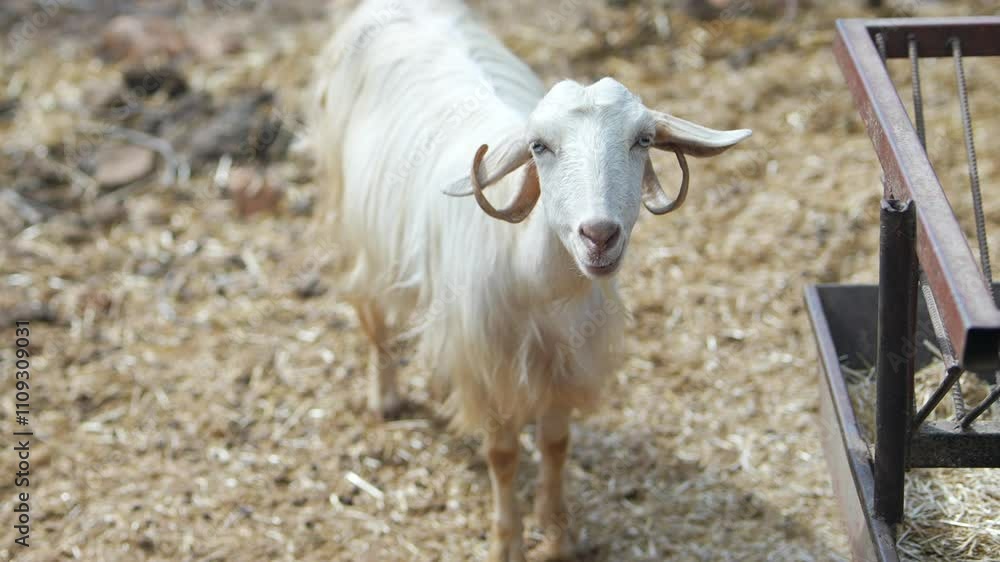 An Adorable White Goat Standing on a Pile of Straw Inside a Cozy Barn, Looking Curious and Cute An Adorable White Goat Standing on a Pile of Straw Inside a Cozy Barn, Looking Curious and Cute