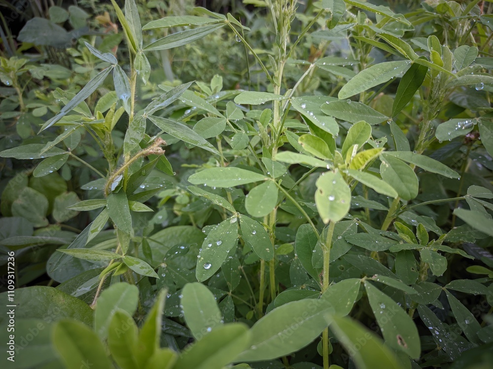 Obraz premium Lespedeza cuneata is a species of flowering plant in the legume family known by the common names Chinese bushclover and sericea lespedeza, or just sericea