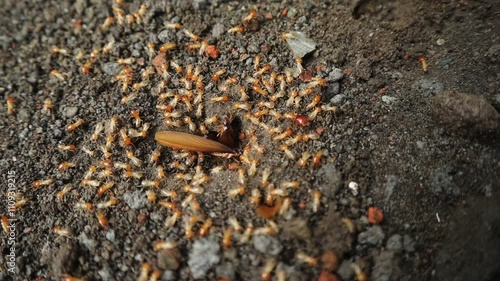 Insects Come Out of Nests in the Ground, Similar to Termites